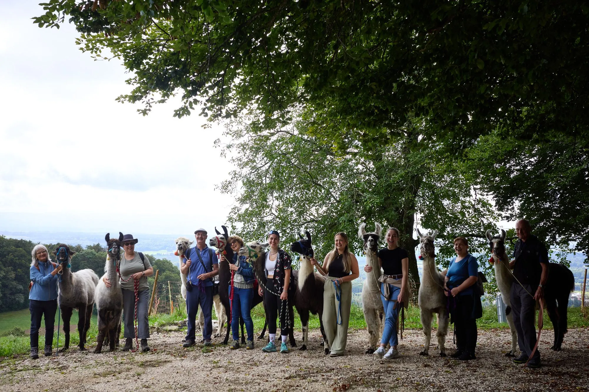 Teamausflug Lamawalk in Attiswil – Bild 5